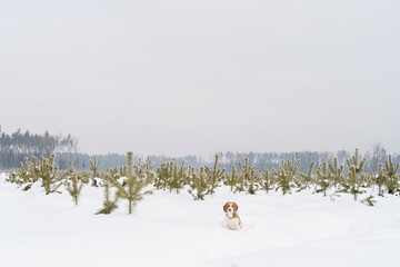 Cute beagle dog walking on winter field with snow and small young fir trees. High quality photo