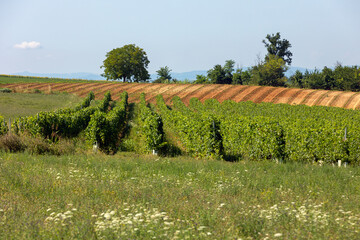 Fototapeta na wymiar Coltivazione nel Monferrato
