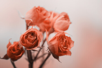 Soft focus blur red roses flower. Fog smoke nature horizontal copy space background.
