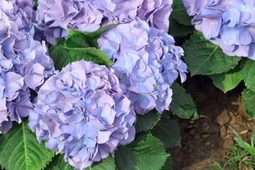 Beautiful purple hydrangea flowers blooming in the garden.
