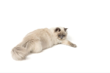 Fluffy cat on a white isolated background. Gray cat breed Scottish Straight. A beautiful funny pet plays on a studio background and looks to the right side with a place for text. High resolution photo