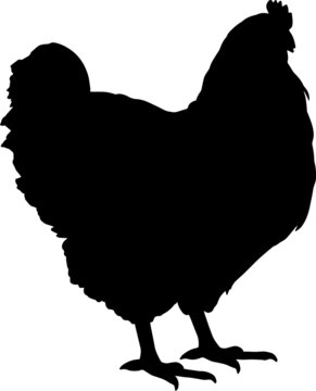 recommend clip art: Chicken Silhouettes Chicken SVG EPS PNG