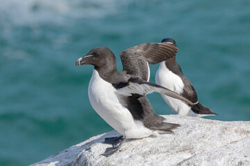 Razorbill flapping wings