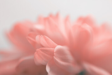Fototapeta na wymiar Soft focus blur red flower petals. Fog smoke nature horizontal copy space background.