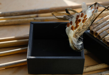 Milkweed seed pod and the black container on the reeds background. Seeds storage and sowing.