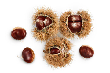 opened sweet chestnut in its spiky husk isolated on white. Top view. Flat lay.
