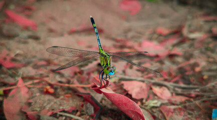 dragonfly on a branch