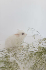 White fluffy cute rabbit in a bright room. Green plant lies nearby
