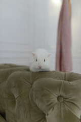 white fluffy cute rabbit in a bright room against the backdrop of a beautiful green sofa