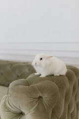 white fluffy cute rabbit in a bright room against the backdrop of a beautiful green sofa