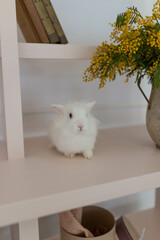 white fluffy cute rabbit in a bright room, bookshelf, yellow mimosa flowers