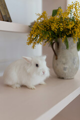 white fluffy cute rabbit in a bright room