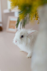 white fluffy cute rabbit in a bright room, bookshelf, yellow mimosa flowers