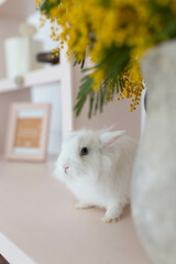 white fluffy cute rabbit in a bright room, bookshelf, yellow mimosa flowers