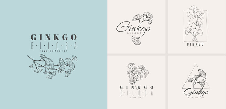 Ginkgo biloba floral logo and branch set. Hand drawn line wedding herb, elegant leaves for invitation save the date card. Botanical