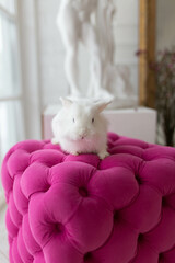 white fluffy cute rabbit on a pink pouf in a bright room