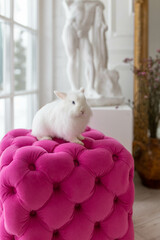 white fluffy cute rabbit on a pink pouf in a bright room