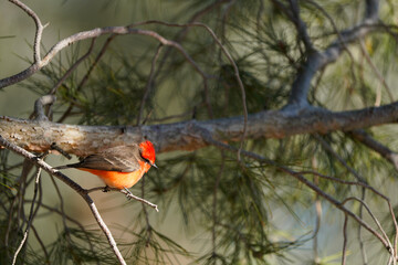 Vermilion Flycatcher posing