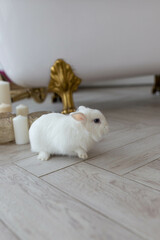 white fluffy cute rabbit in a bright room, on the floor near the bathtub with golden legs