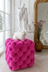 white fluffy cute rabbit on a pink pouf in a bright room