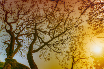 Naklejka premium Leafless tree branches of winter season, season specific image of nature. Image shot against Sun, at Kolkata, Calcutta, West Bengal, India