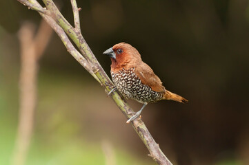 Bird, Scally-breasted Munia (Lonchura punctulata) perching on bush