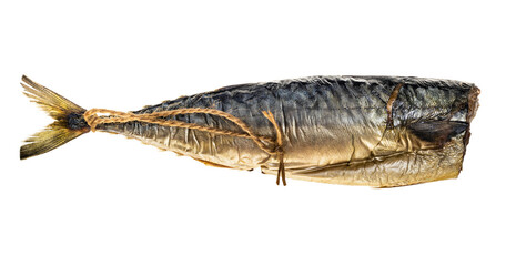 hot-smoked headless mackerel with rope isolated