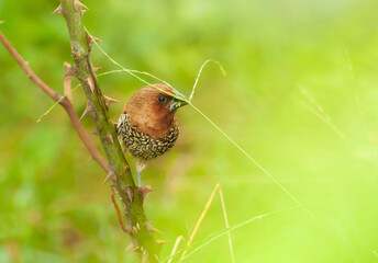 Bird, Scally-breasted Munia (Lonchura punctulata) perching on bush