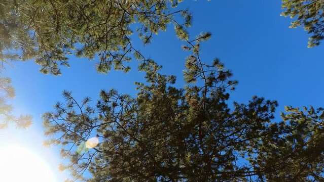 sky and trees in the pine forest