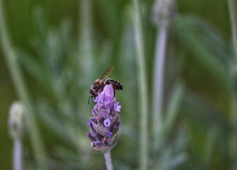 The beauty of the lavender flower.