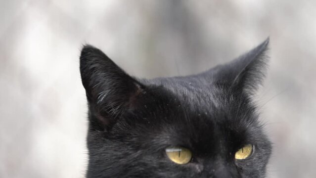 Oreilles de chats noir.