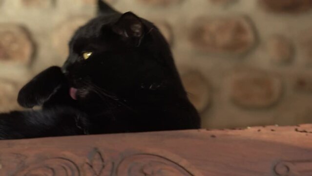Un chat noir fait sa toilette avec sa langue en haut d'un meuble.