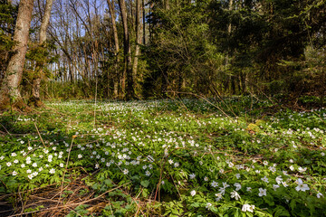 Spring glade among forest thickets covered blooming of Wood anemone illuminated by the sun . Floral springtime background. Anemonoides nemorosa or Anemone nemorosa is pretty spring flower of woodlands