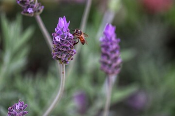 Insect pollinating flowers in nature.