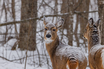 Naklejka na ściany i meble White-tailed deer (Odocoileus virginianus) standing in the forest during winter covered with snow. Selective focus, background blur and foreground blur. Copy space. 