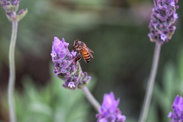 The beauty of a bee on a lavender flower.