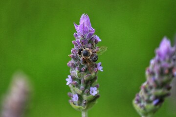 The beauty of the lavender flower.