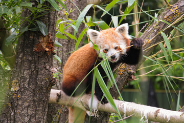 Red panda