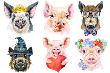 Set of pig portraits. Animal watercolor illustration on white background