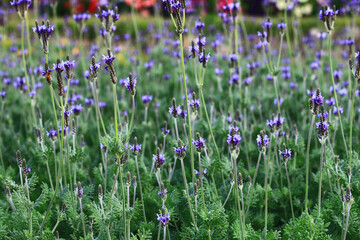 view of Fern Leaf Lavender(Pinnata Lavender,Jagged Lavender) flowers,beautiful purple Lavender...
