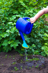 The hands of a little girl watering beds in the garden, my mother's assistant.