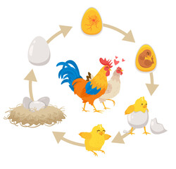 Kids educational scheme of the hatching process.