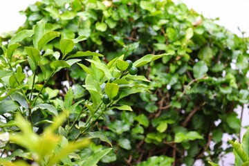 Kumquat starting to bear fruit.