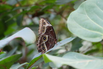 Brown butterfly