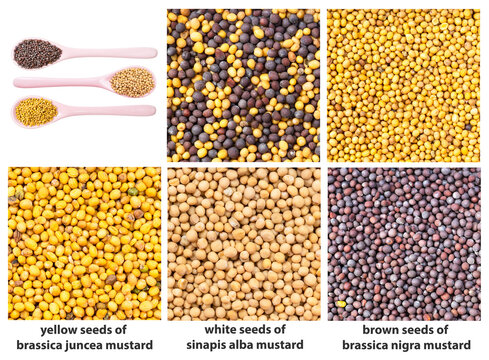 various mustard seeds with names close up