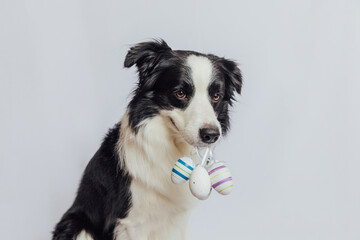 Happy Easter concept. Preparation for holiday. Cute puppy dog border collie holding Easter colorful eggs in mouth isolated on white background. Spring greeting card