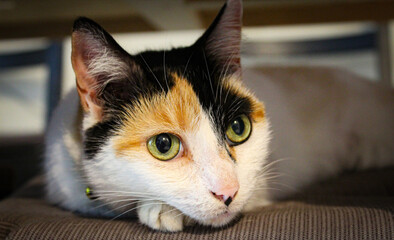 Resting cat
