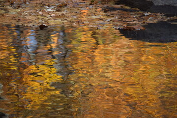 Fall reflections