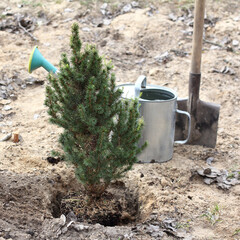 tree seedling on the background of a watering can and a shovel. tree planting work