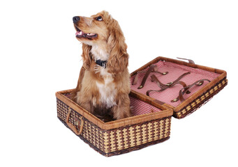 Lovely spaniel dog